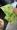 Jade Hairpin Seeds